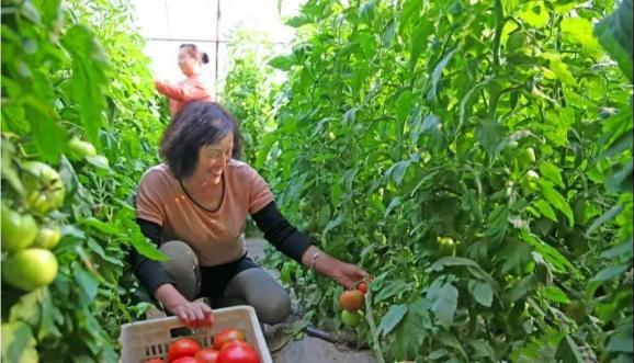 水果777单机版下载：✅单机版水果777游戏下载、沉稳作答落实解释